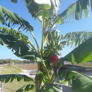 Meet your Posher, Joyce